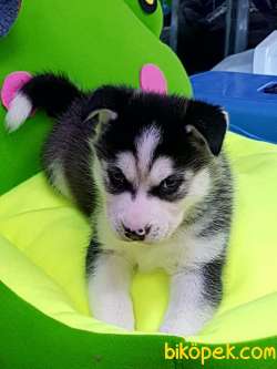 Sibirya Kurdu Husky  Sağlık Ve Irk  Garantili 3