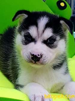 Sibirya Kurdu Husky  Sağlık Ve Irk  Garantili 2
