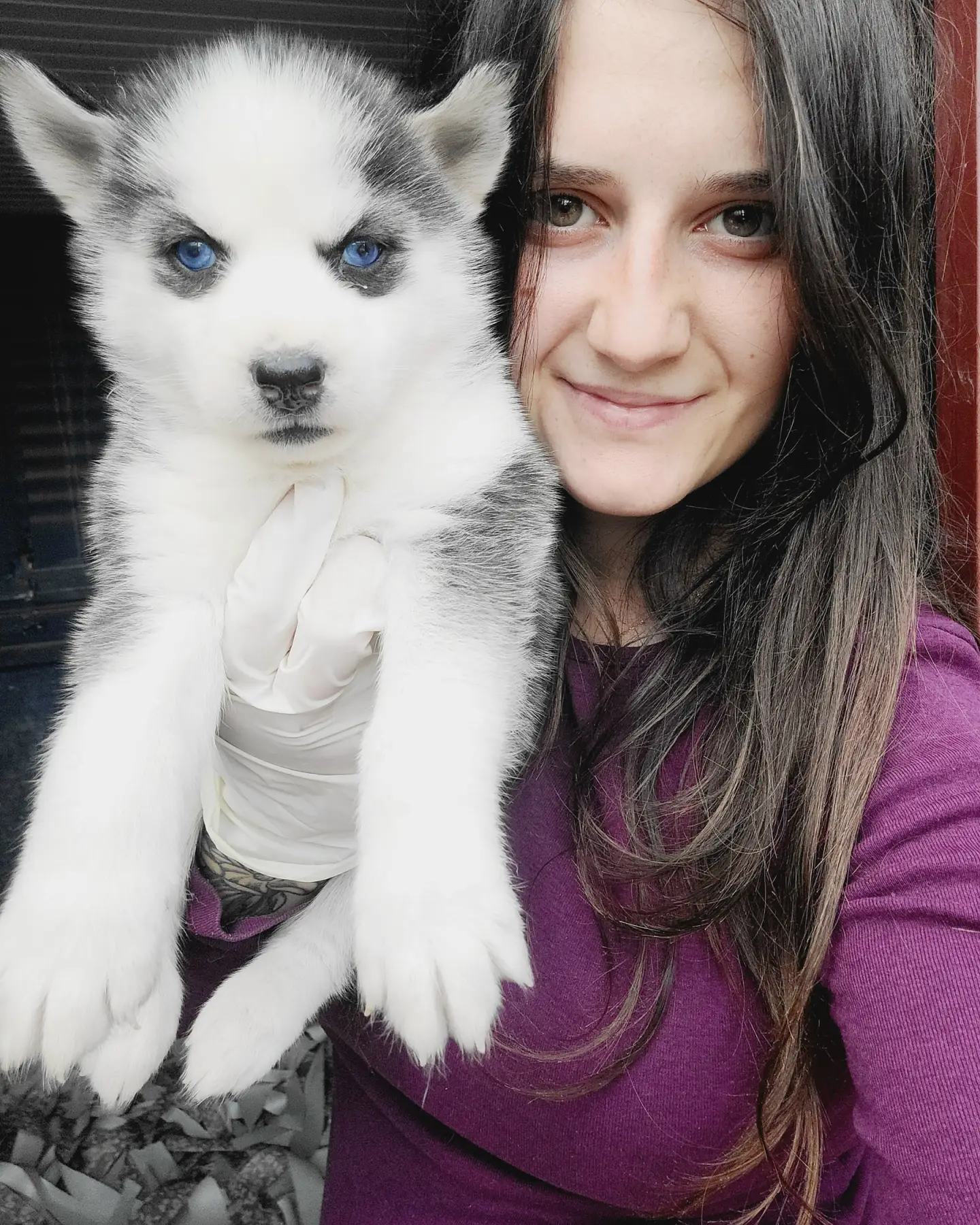 Sibirya Kurdu Husky Yavrular (Bursa Köpek Okulu) 2
