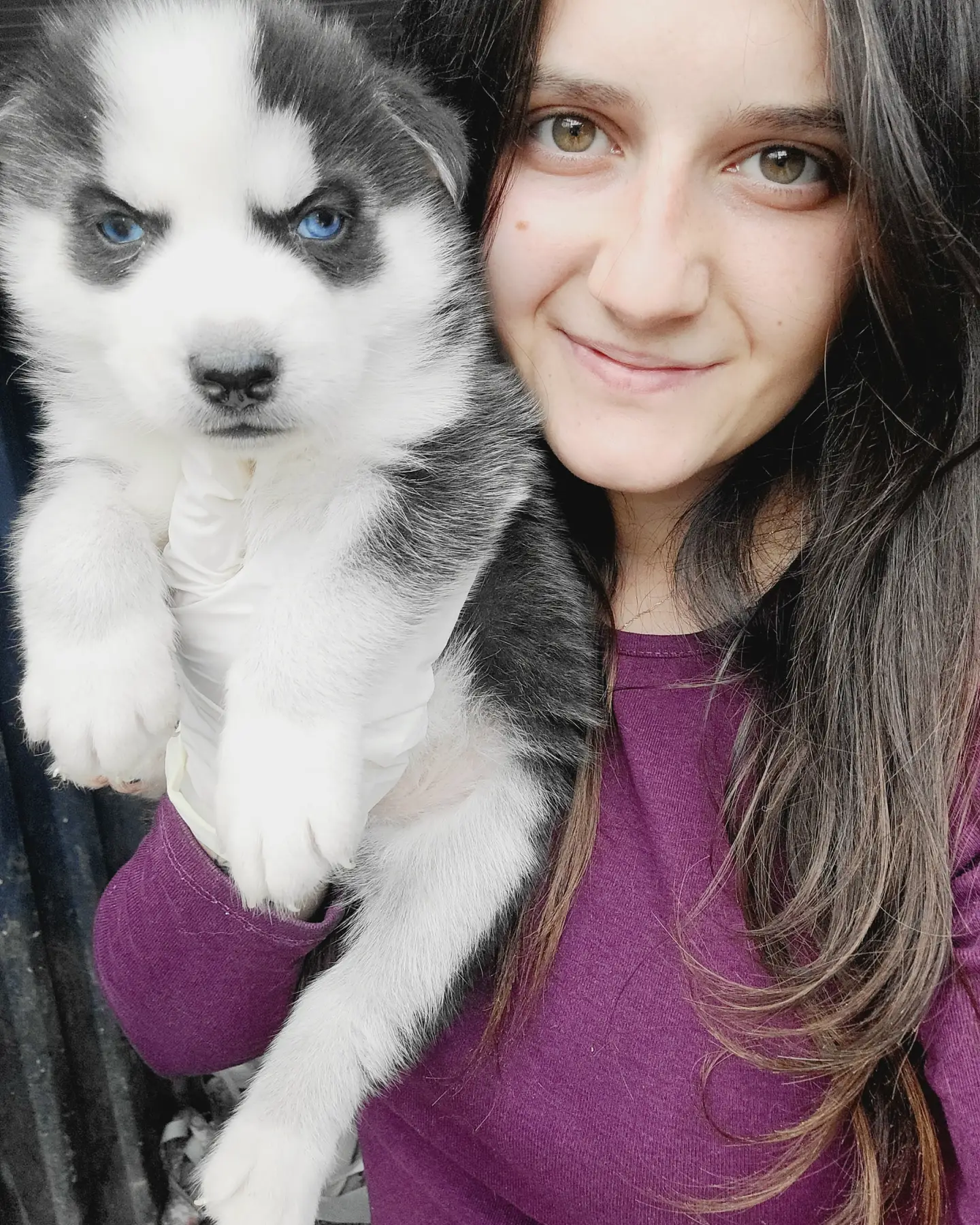 Sibirya Kurdu Husky Yavrular (Bursa Köpek Okulu) 1