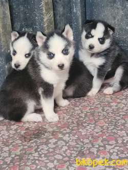 Sibirya Kurdu Husky Yavrular (Bursa Köpek Okulu) 3
