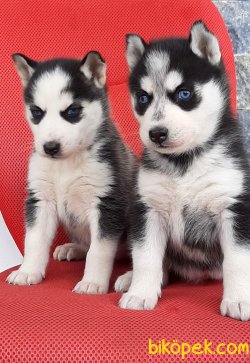 SİBİRYA KURDU (HUSKY) YAVRULARI 1