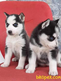 SİBİRYA KURDU (HUSKY) YAVRULARI 2