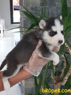 SİBİRYA KURDU ( HUSKY) YAVRULARI 5