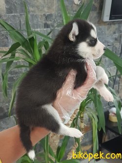 Sibirya Kurdu (husky)yavruları 4