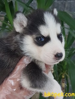 Sibirya Kurdu (husky)yavruları 5