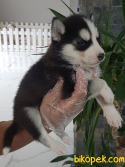 Sibirya Kurdu (husky)yavruları 3