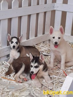 SİBİRYA KURDU (HUSKY) YAVRULARI 4