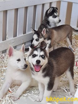 SİBİRYA KURDU (HUSKY) YAVRULARI 5