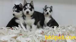 Sıbırya Kurdu Husky Yavruları 4