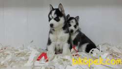 Sıbırya Kurdu Husky Yavruları 2