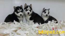 Sıbırya Kurdu Husky Yavruları 1