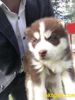 SİBİRYA KURDU HUSKY YAVRULARIMIZ 3