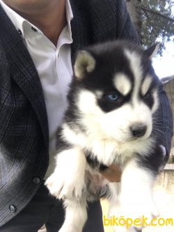 SİBİRYA KURDU HUSKY YAVRULARIMIZ 4