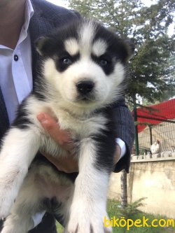 SİBİRYA KURDU HUSKY YAVRULARIMIZ 5