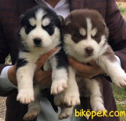 SİBİRYA KURDU HUSKY YAVRULARIMIZ 1