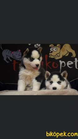 Sibirya Kurdu Husky Yavrularımız 1