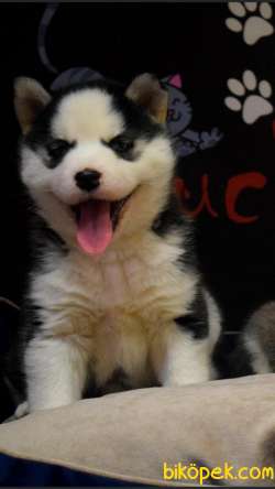 Sibirya Kurdu Husky Yavrularımız 2