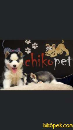 Sibirya Kurdu Husky Yavrularımız 4