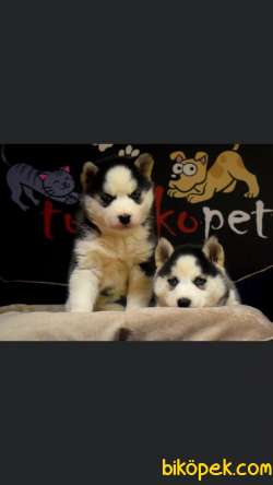Sibirya Kurdu Husky Yavrularımız 3