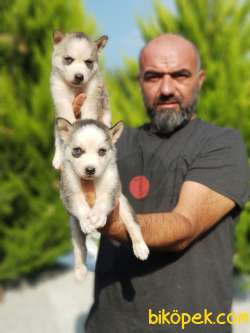 SİBİRYA KURDU YAVRULAR 4