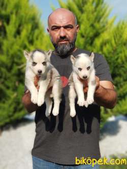 SİBİRYA KURDU YAVRULAR 2