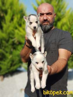 SİBİRYA KURDU YAVRULAR 3