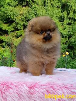 SIFIR BOY POM 2