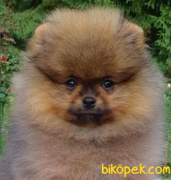 SIFIR BOY POM 3