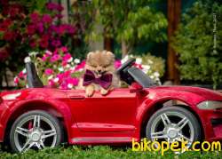 SIFIR BOY POM 1