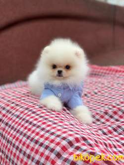 SIFIR BURUN BAMBİ 4