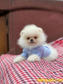 SIFIR BURUN BAMBİ 2