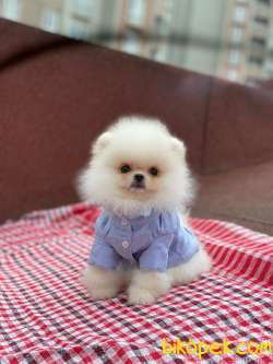 SIFIR BURUN BAMBİ 3