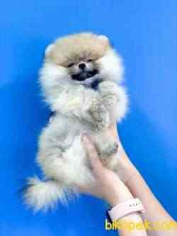 SIFIR BURUN BOO 3