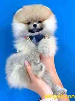 SIFIR BURUN BOO 1