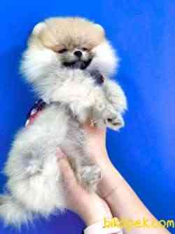 SIFIR BURUN BOO 2