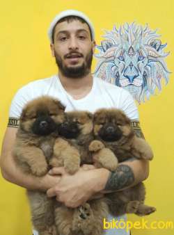 SIFIR BURUN CHOW CHOW BEBEKLER 1