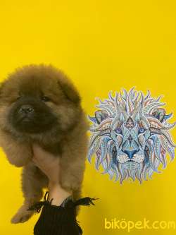 SIFIR BURUN CHOW CHOW BEBEKLER 3