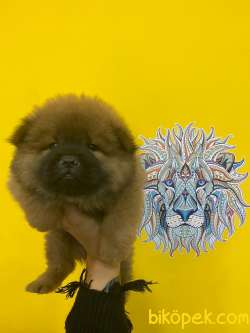 SIFIR BURUN CHOW CHOW BEBEKLER 2