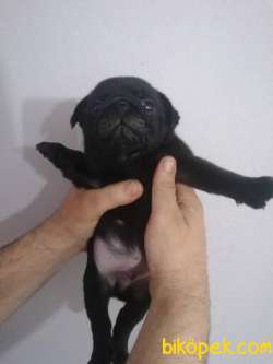 Sıfır Burun Gül Kuyruk Siyah Pug Erkek 1
