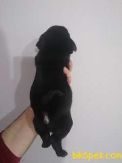 Sıfır Burun Gül Kuyruk Siyah Pug Erkek 2