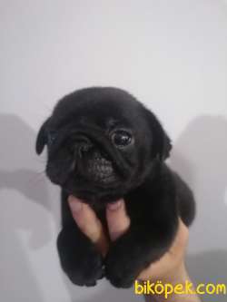 Sıfır Burun Gül Kuyruk Siyah Pug Erkek 5