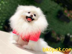 SIFIR BURUN PAMUK KIZIMIZ 2