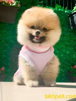 SIFIR BURUN POM 1