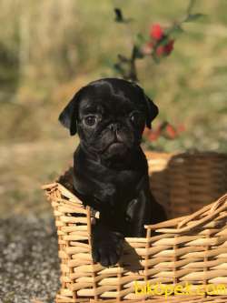 SIFIR BURUN PUG(MOPS) YAVRULAR 2