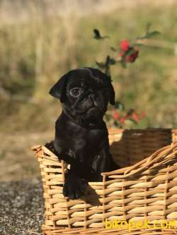 SIFIR BURUN PUG(MOPS) YAVRULAR 4
