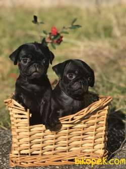 SIFIR BURUN PUG(MOPS) YAVRULAR 3