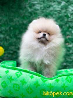 SIFIR BURUN TEDDY 1