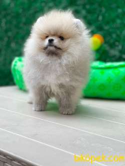 SIFIR BURUN TEDDY 3