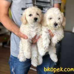 Sıfır Numara Dişi Ve Erkek Maltipoo Bebeklerim 1